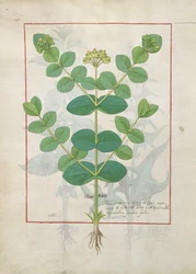 Blomma, illustration från boken om enkla mediciner av Mattheaus Platearius 156